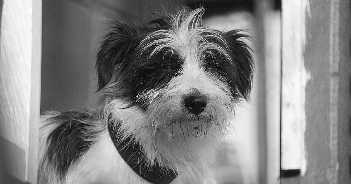 Photo d'un chien - Des réseaux s'organisent pour héberger les animaux de compagnie des personnes hospitalisées