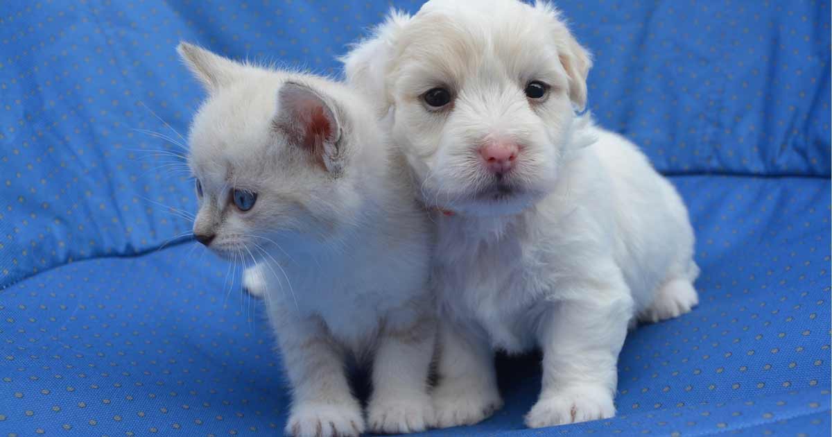 puppy’s en kittens aan toekomstige baasjes bezorgen