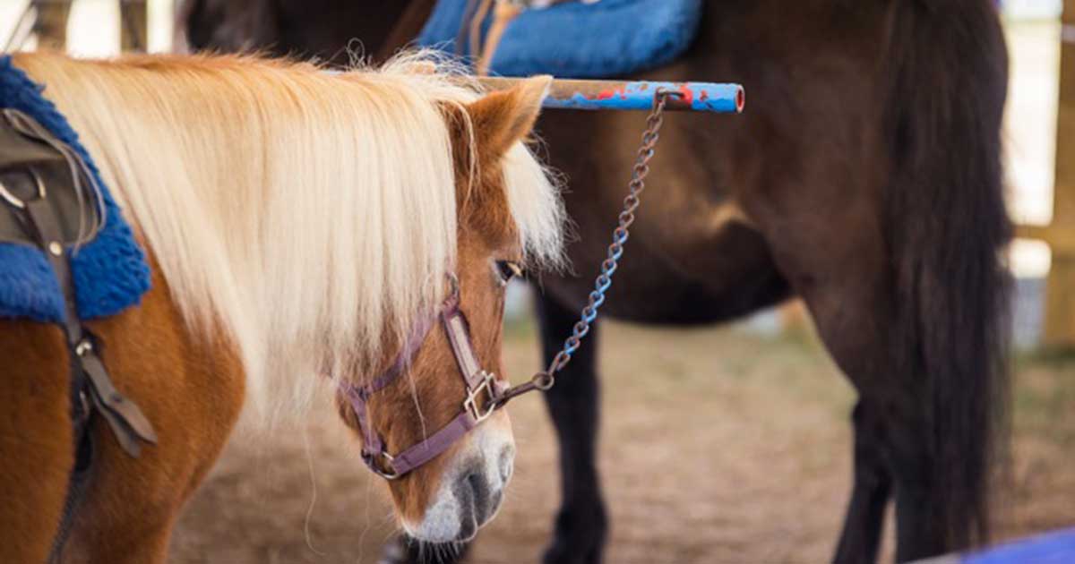 De Brusselse minister van Dierenwelzijn heeft onlangs beslist om alle paardachtigen te beschermen door de wetgeving die ponycarrousels verbiedt  te verstrengen. 