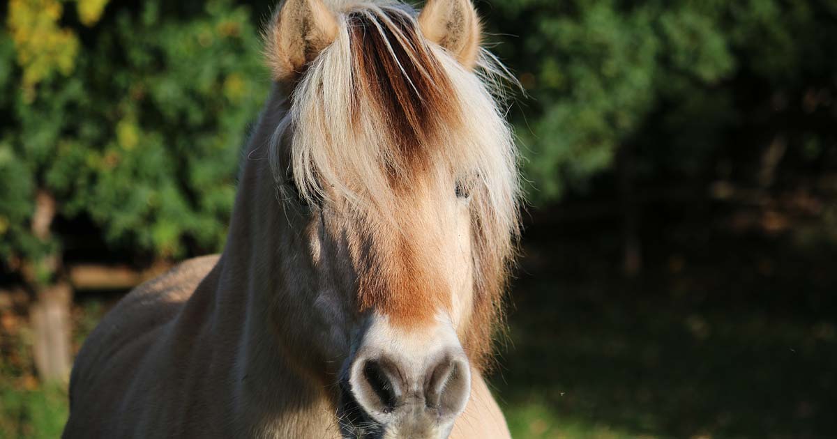 Interdiction d'exploiter des poneys d'application en Région bruxelloise