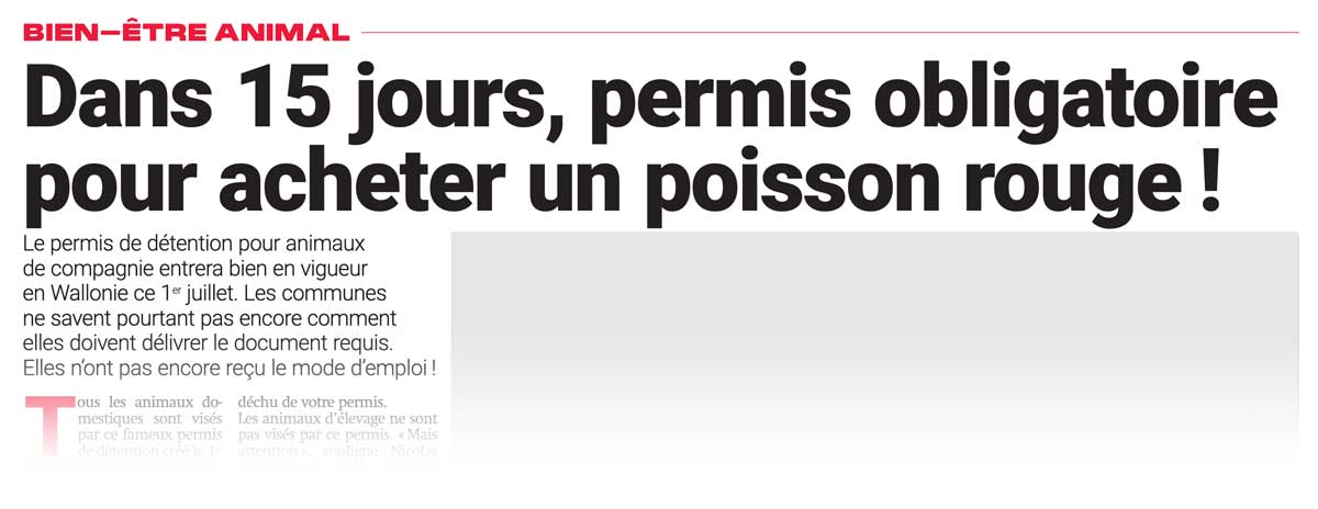 Extrait de presse, SudPresse : "Dans 15 jours, permis obligatoire pour acheter un poisson rouge!"