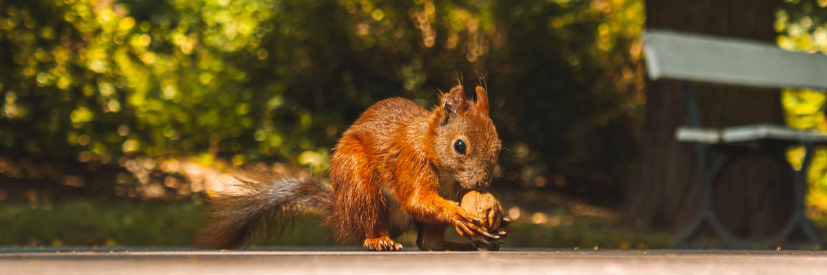 Le bien-être animal, c'est aussi la protection des animaux sauvages qui vivent dans les parcs et la forêt, comme ici l'écureuil roux.