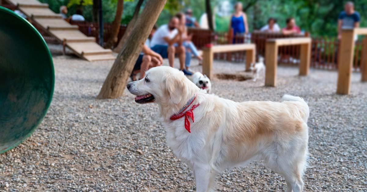 Brusselaars willen meer speelzones voor honden