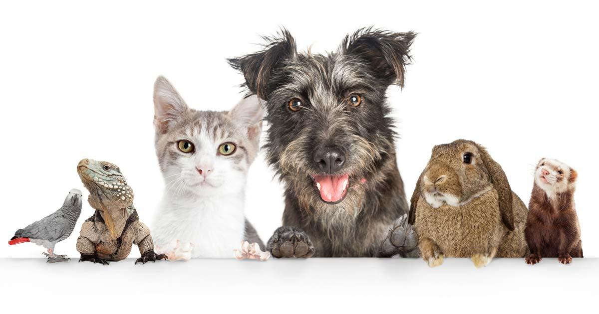 Honden, katten en nieuwe gezelschapsdieren  - Het Brussels Gewest verhoogt het budget voor dierenwelzijn
