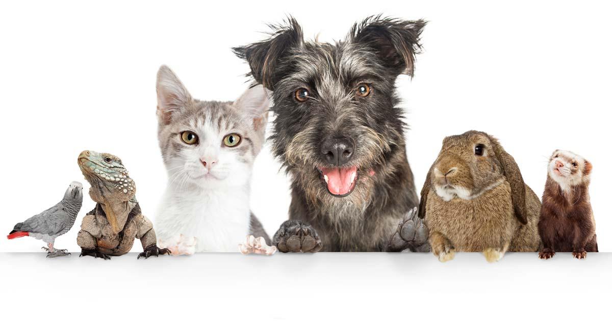 Photo réunissant plusieurs animaux de compagnie : chien, chat, hamster, iguane, oiseau, lapin