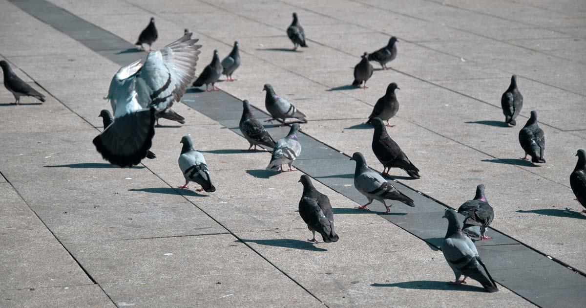 Pigeons sur une place publique en ville
