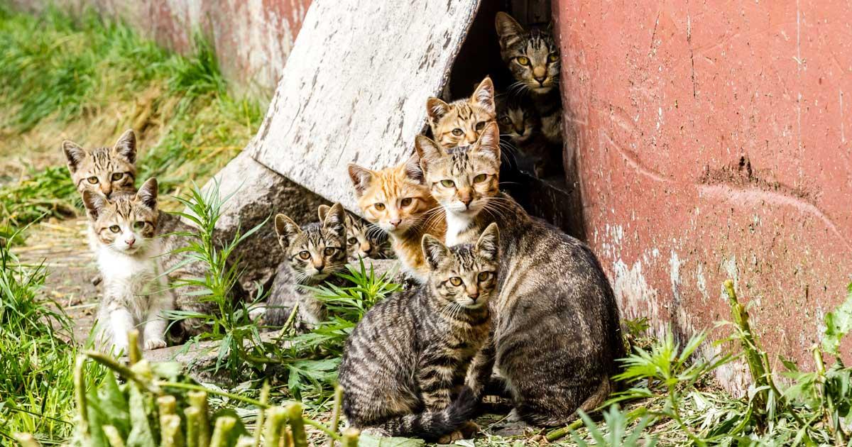Projecten “diervriendelijke gemeente”: de strijd tegen zwerfkatten in de stad